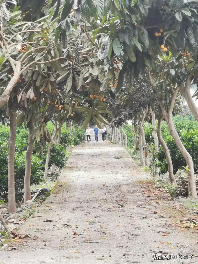兴山必去景点推荐一下图片(图6)