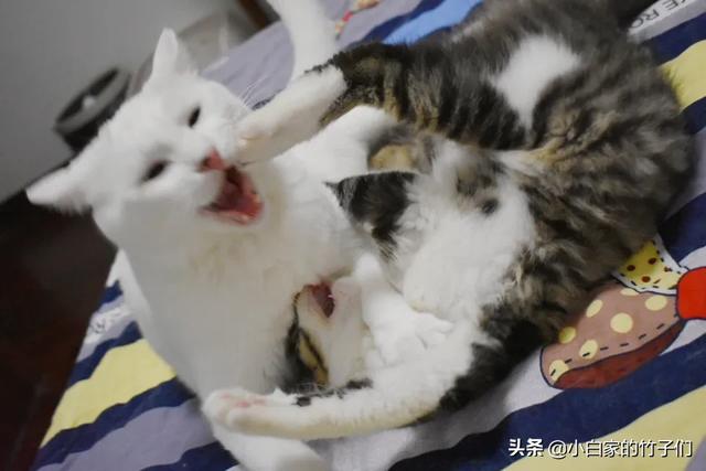 如何让猫和狗和平相处,第5张