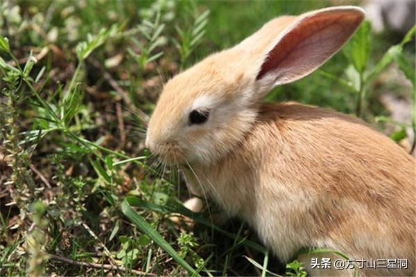 怎样亲近小兔子