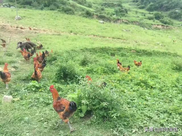 草鸡养殖-草鸡养殖场