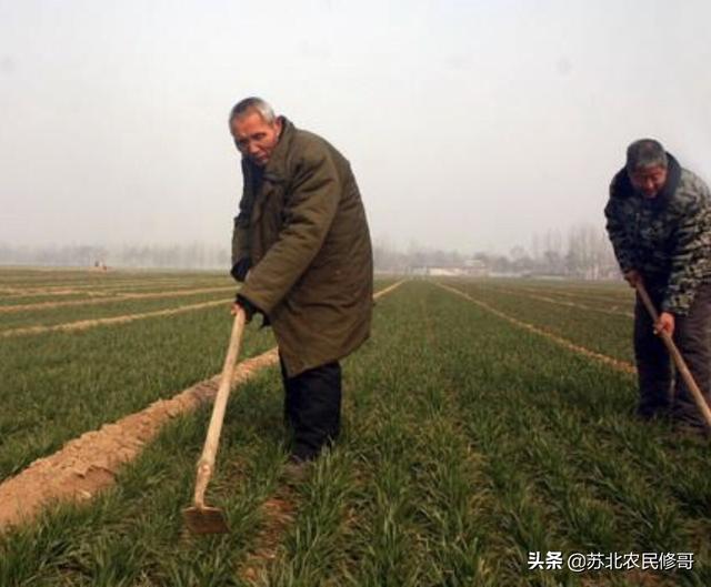 园林花卉和园林树木的异同 花卉有哪些 浇水方法-园林花卉和园林树木在园林中的作用有何异同点?