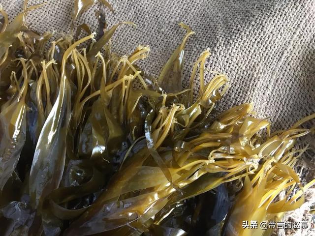 海带种植方法，海带种植方法和步骤