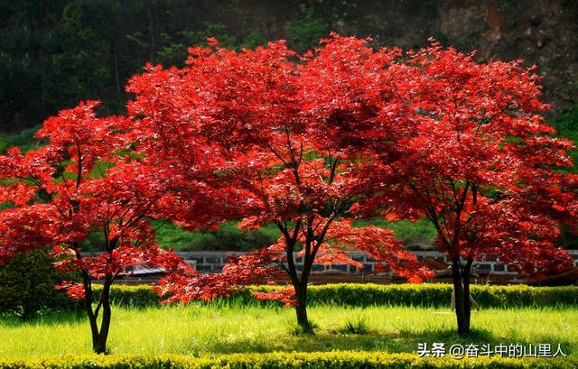 绿化草苗木品种大全图册,绿化草苗木品种大全图册及价格