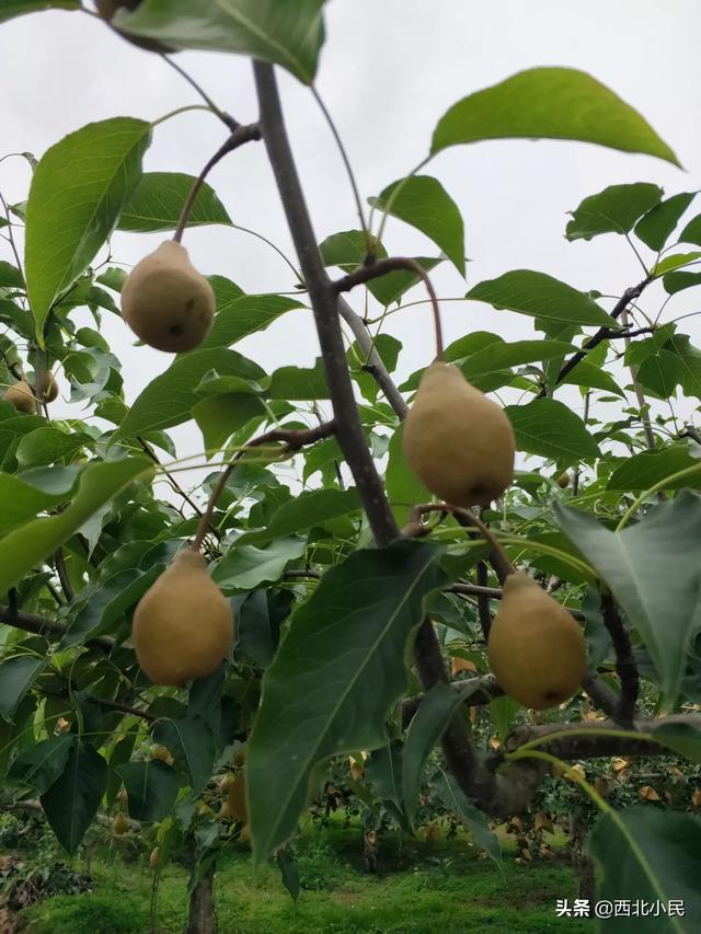 种植什么果园最好挣钱呢,种植什么果园最好挣钱呢视频