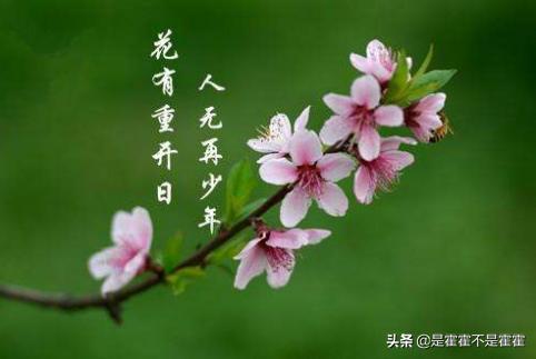 花有重开日人无再少年（花有重开日人无再少年英文）