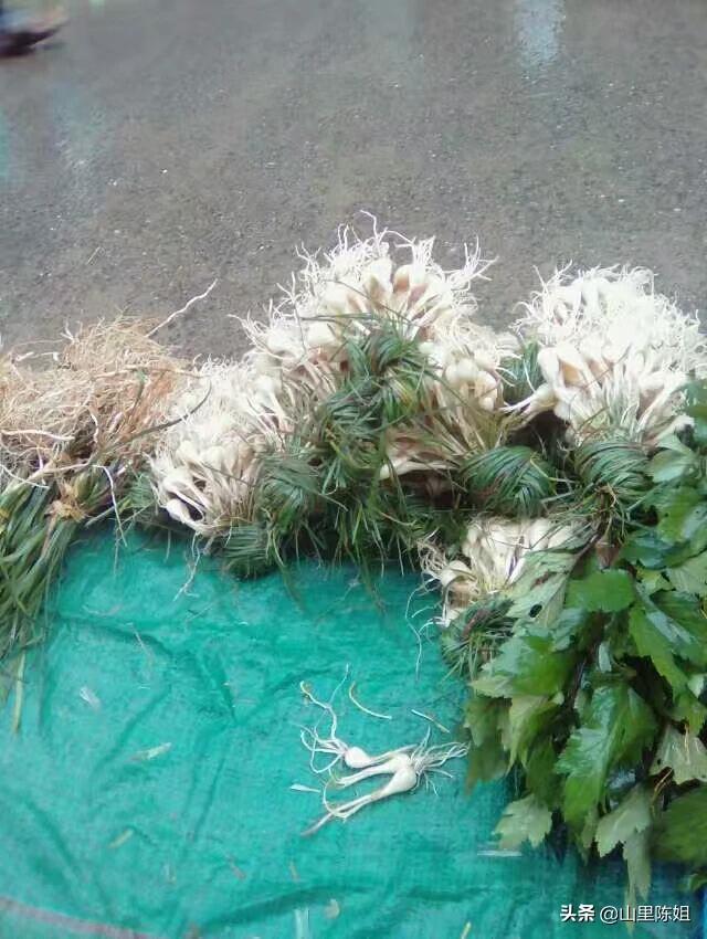 多地蔬菜贱卖无人收割_为什么农民种出来的菜低价卖不出去，但我们周围的菜高的惊人？