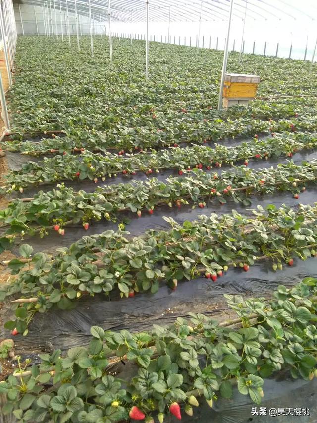 草莓过冬怎么保养好(图2)