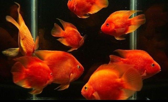 为什么热带鱼冬天会死呢？怎样才能让它冬天不死呢,第4张