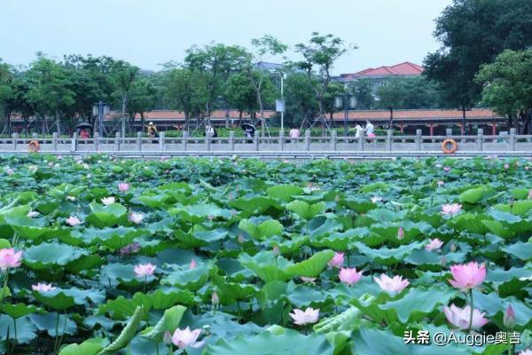 小池的诗意(小池的诗意是什么？)