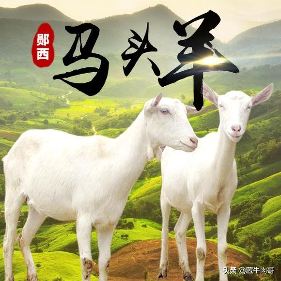 寵物交流軟件?寵物交流軟件有哪些!