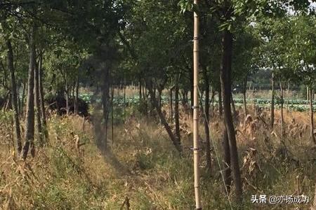 建个养殖大棚大概多少钱 如何建养殖大棚？
