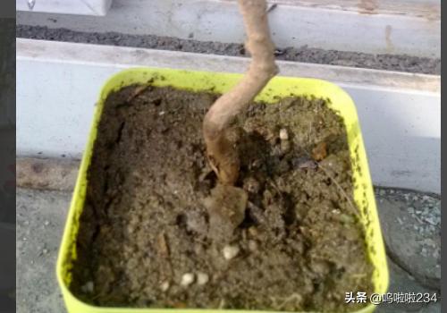 果园怎样种植石榴树,果园怎样种植石榴树视频