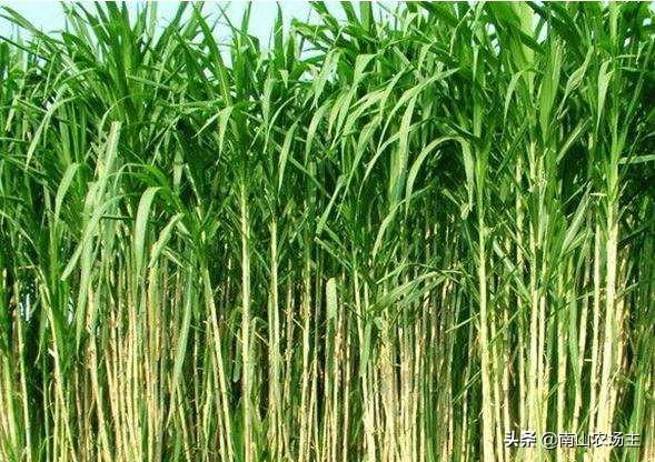 适合养羊的牧草 （适合养羊的牧草品种）