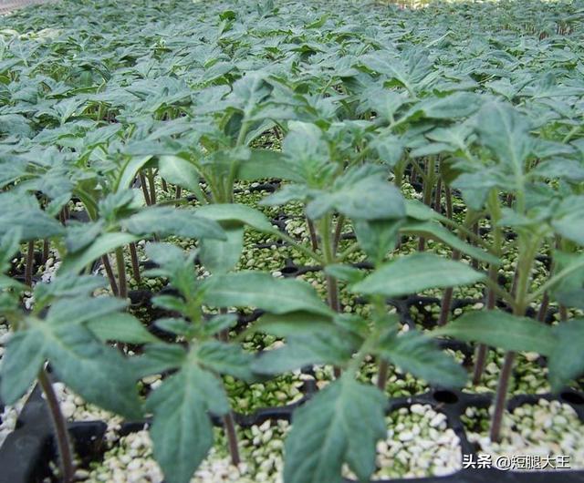 阳台种植西红柿,阳台种植西红柿窍门