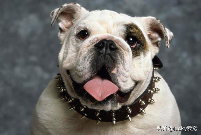 有只狗在我家门口不走怎么办,第3张