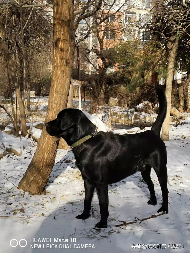 什么样的大型犬最好，最漂亮