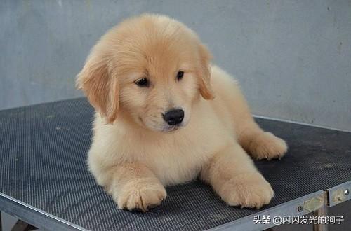 2个月金毛总是流泪有眼屎，小金毛眼屎多流泪为什么