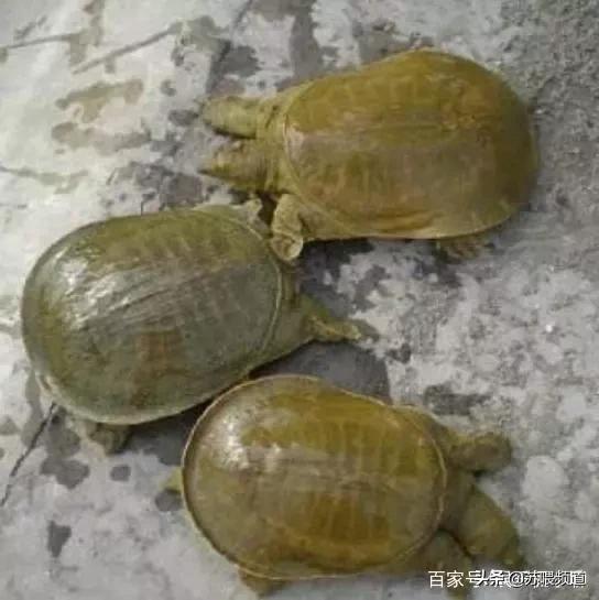 渔业养殖项目计划书 工厂化养殖一般都适合养哪些鱼种？