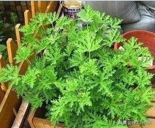 花园如何种植驱蚊植物,花园如何种植驱蚊植物视频