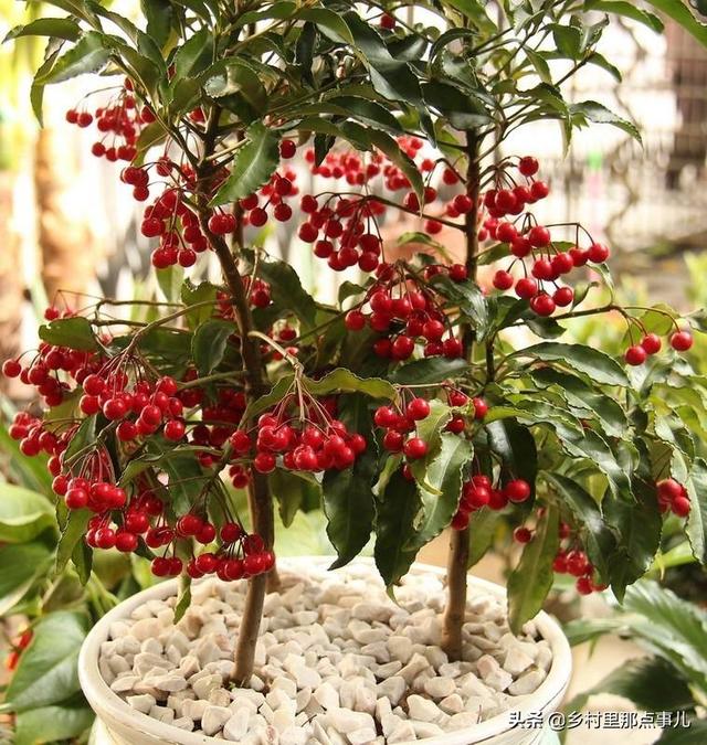 花金子绿植盆景怎么养护和管理(图3)