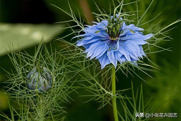 种草绿化多少一个平方 施肥一次,种草绿化多少一个平方 施肥一次合适