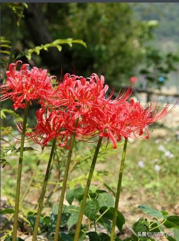 彼岸花种球种植方法，彼岸花种球种植方法图解