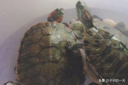 如何正确饲养巴西龟