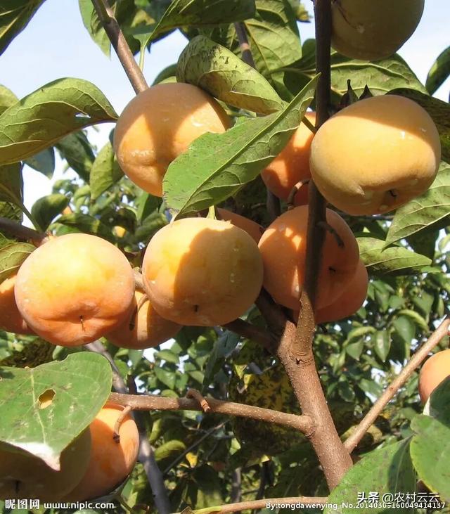 高山菜做法家常做法大全(图3)