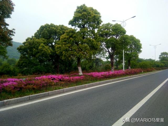 云南丽江市古城区摘枇杷民宿帮忙推荐几个,丽江附近哪里有果园采摘