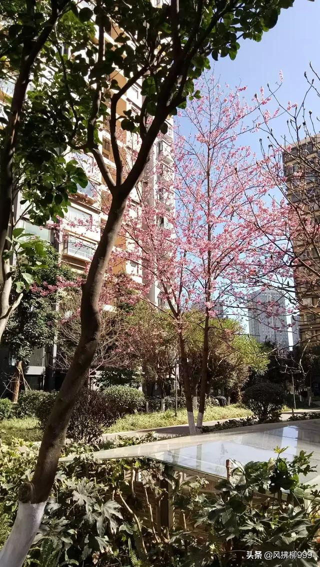 11月必去的云南景点(图12)