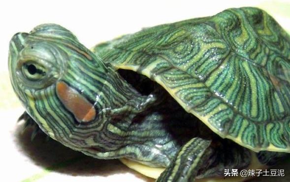 觀賞龜的種類?觀賞龜的種類 大全!