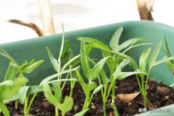 阳台种植氮肥技术,阳台种植氮肥技术视频