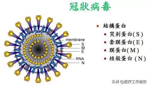 什么是冠状病毒