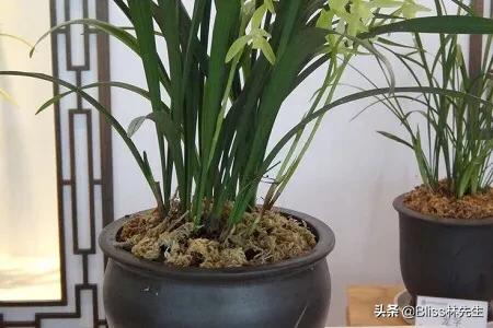 室内植物养护管理流程-室内植物养护管理流程图