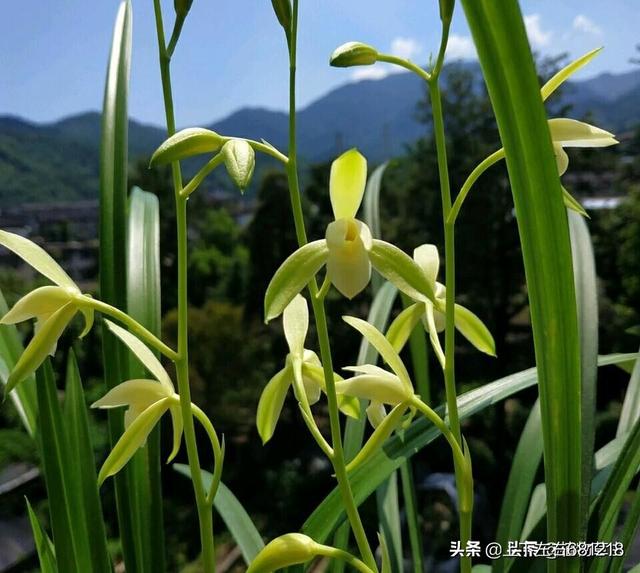 植物花卉养殖技巧 施肥视频