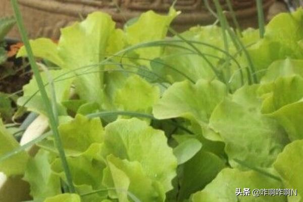 阳台生菜种植盆,阳台生菜种植盆景图片