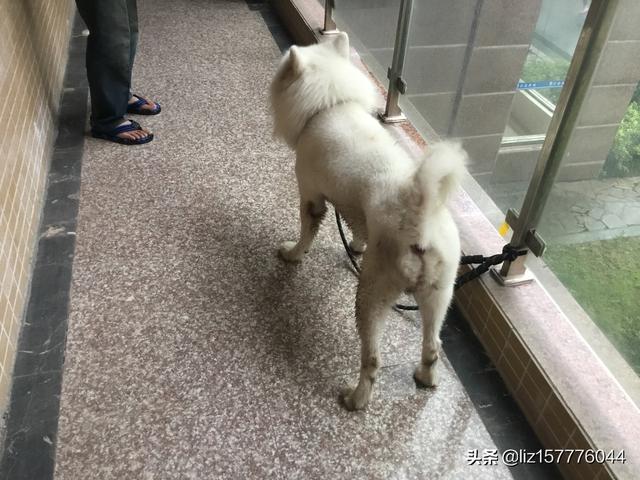 寵物店收購寵物狗嗎?寵物店收購寵物狗嗎安全嗎!
