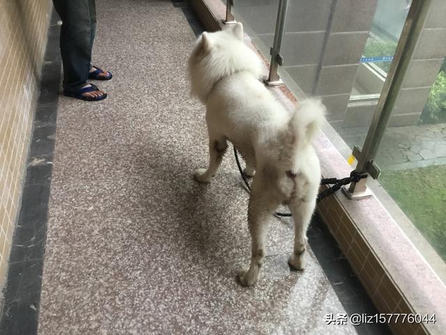 家庭陪伴犬推荐（梗犬是什么犬）