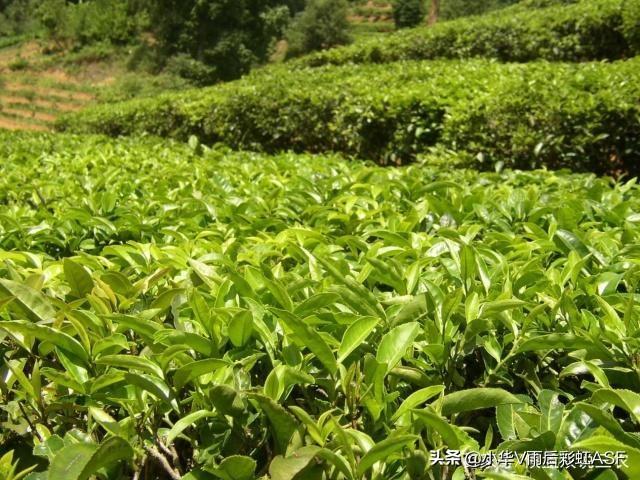 种植信息管理，种植信息管理系统有什么功能