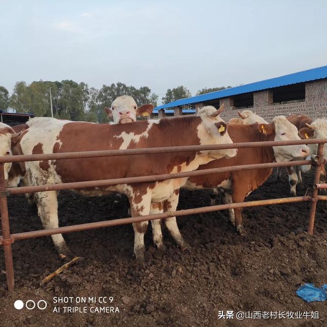 代办 个人野生动物养殖证违法吗 乌龟养殖证可以帮办吗？