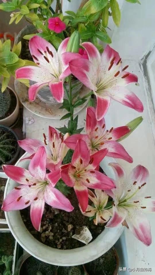 室外花植物盆栽怎么养护和管理(图2)