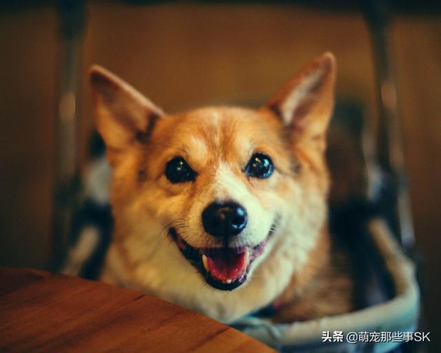 中國寵物狗數量?中國寵物狗數量統計!