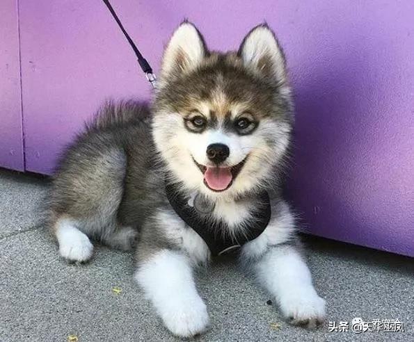 [小狗取名字]好听的小狗名？