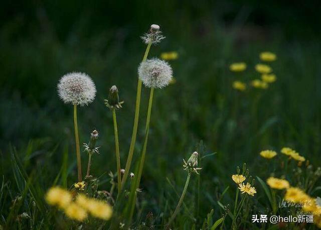 蒲公英有两种，都是纯野生的，但是有一种带刺的能不能吃？：蒲公英图片