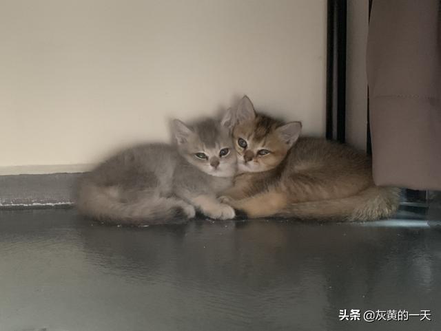小猫换了环境两天了不吃不喝怎么办呢,第2张