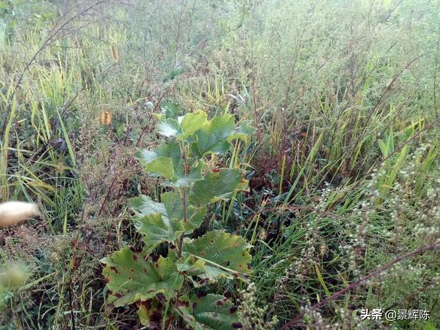 山地果园智能化种植,山地果园智能化种植方案