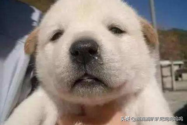 鼻涕狗app怎么更新 鼻涕狗-第1张图片-随然AIR主题