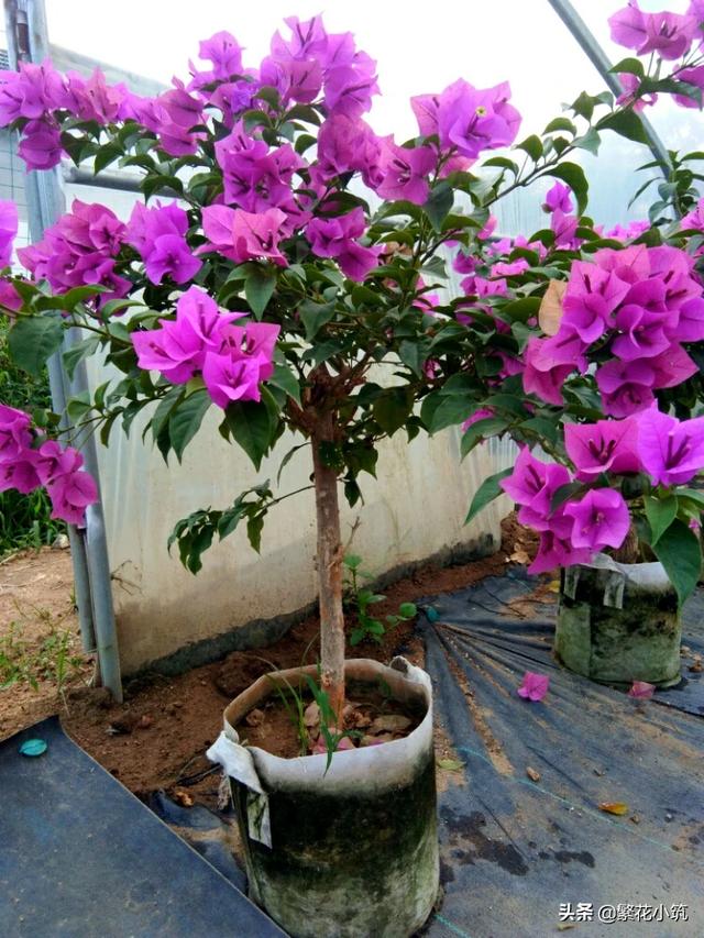 国内花卉种植需求?国内花卉种植需求情况!