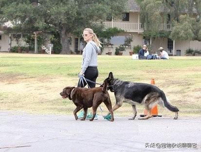 狗狗每天应该遛多久最为适宜