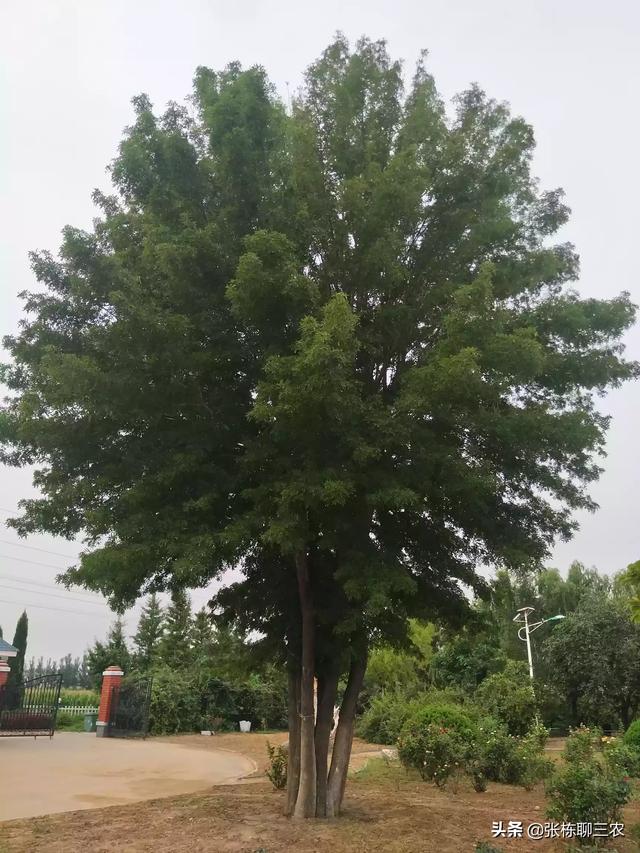 百度花卉识别? 百度花卉识别扫一扫!